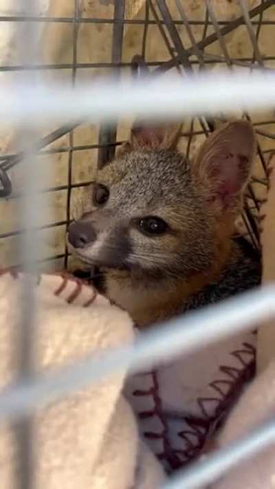 Saving a young fox