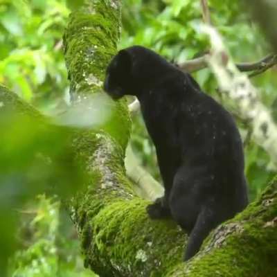 ? Black Panther Enjoys the Rain
