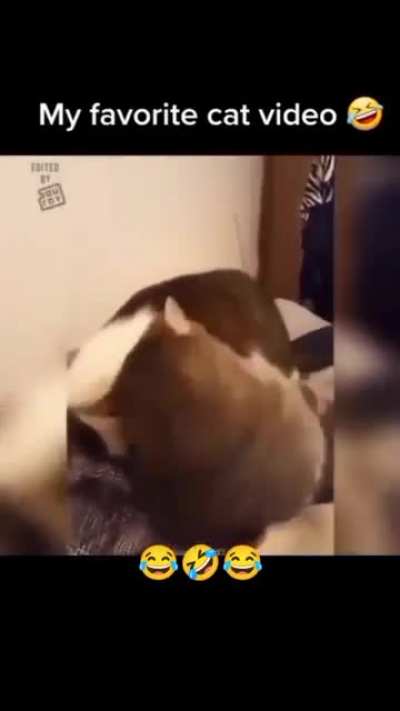 Dramatic Cats?