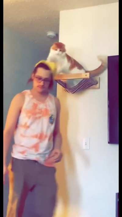 The Cat In the Hat