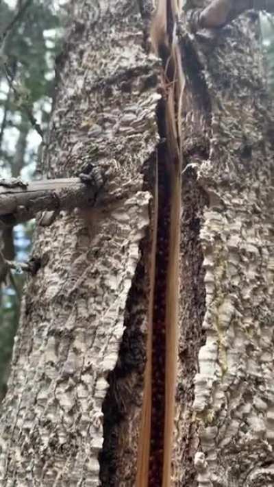 ? Ladybugs inside a tree
