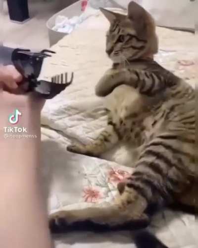 Found on Insta, Orginal from TikTok