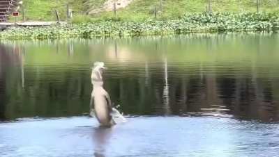 Flying a drone above a crocodile
