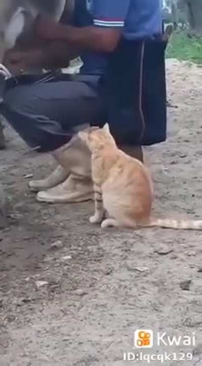 Hungry Cat