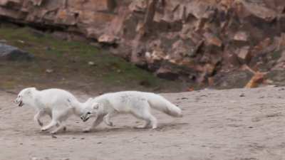 ? Arctic foxes playing on the beach, Svalbard [OC]