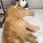 Best mates