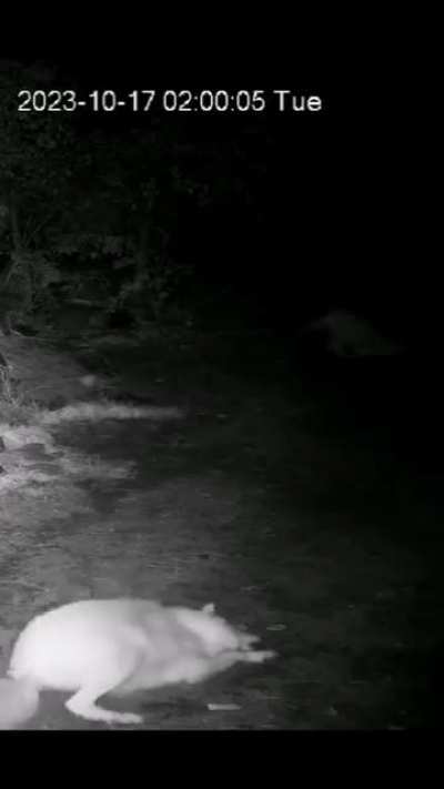 ?Grey wolf attacks skunk