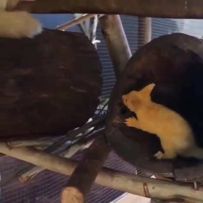 ? The real life Pikachu, the Golden Possum