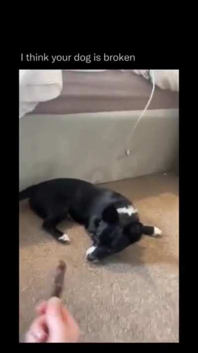 Doggo does a weird (not mine)