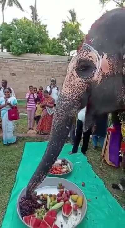 In India we celebrate our elephant's birthday