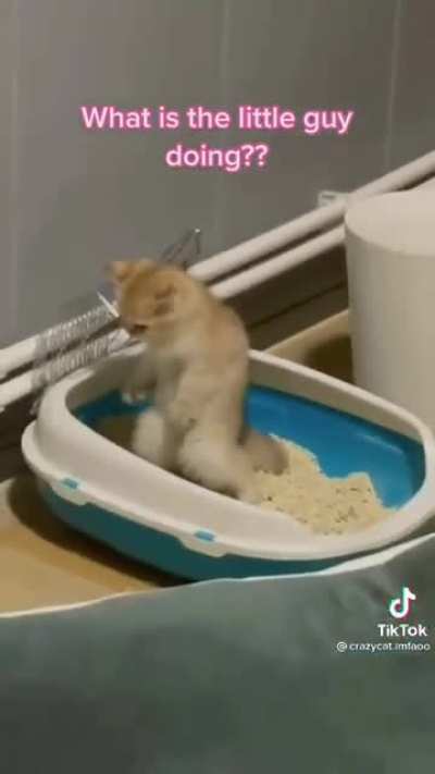 Cat.