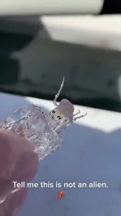 ? Transparent sea creature found by fisherman