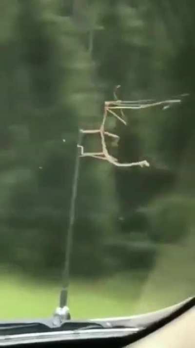 ? Stick bug living his best ? life.