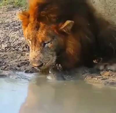 ? Tough little turtle lets lion know who's boss of this watering hole