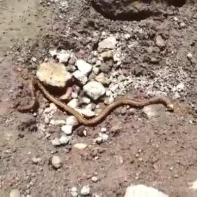Snake is poisoned