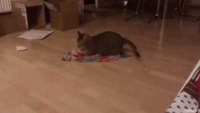 It’s better this way human