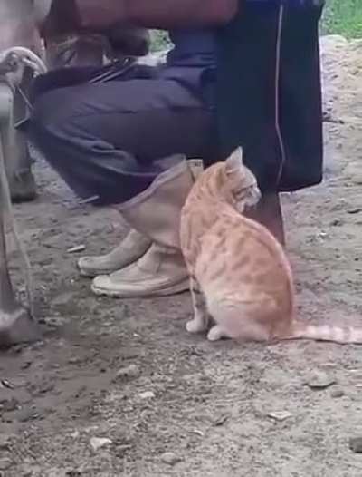 Hey human I want milk