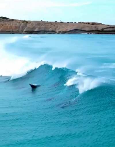 ? Dolphins embracing the surf experience in Australia
