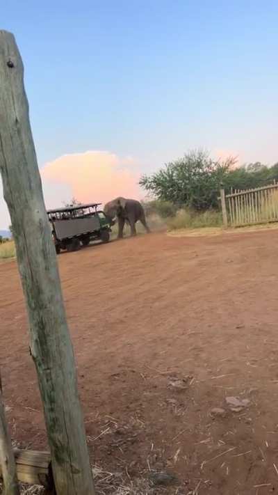 ? Massive bull elephant lifts a safari truck up on its back wheels as a challenge