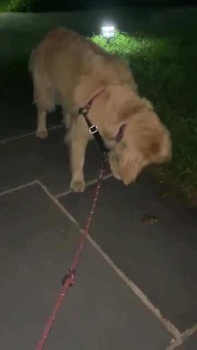 Found a frog and now we’re following it ?