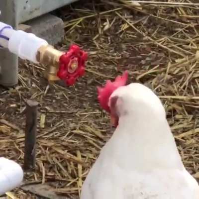 Chicken ? be like "Imma mess you up"