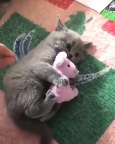 Cat ? Love's Toy ?