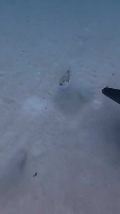?Dolfins Using Pufferfish to Get High