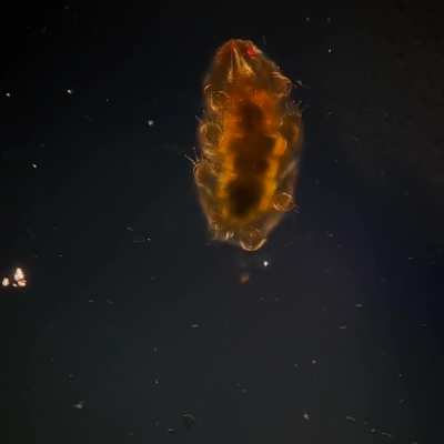 ?A Tardigrade (Water Bear or Moss Piglet) walking across a glass slide. They are a phylum of eight-legged micro-animals.