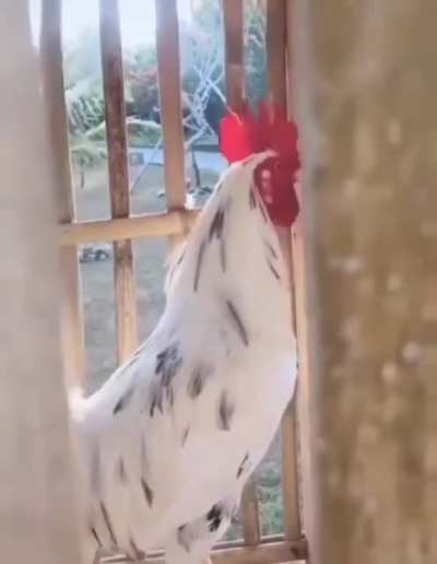 The cock goes wrong?