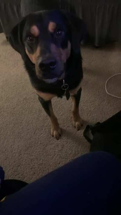 r/PetsareAmazing Best of 2020 Nomination