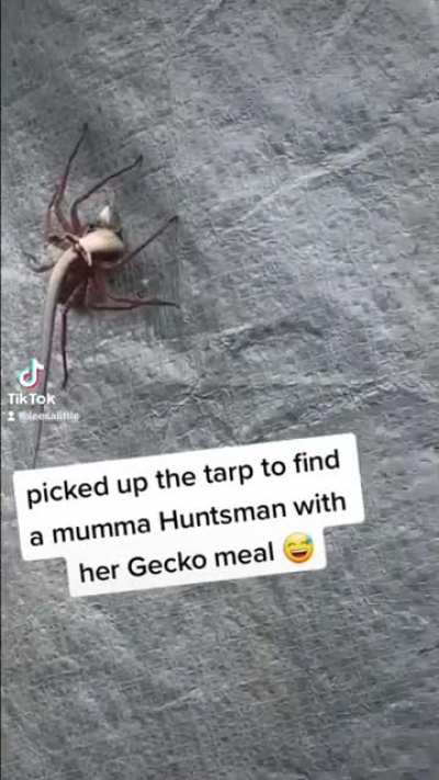 wtf Australia?! ??