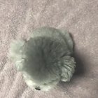 The cutest little guy I've ever seen