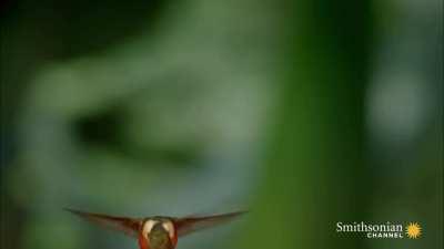 ? Slow motion of a hummingbird's wingbeats