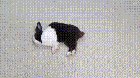 Rabbit Vending Poop