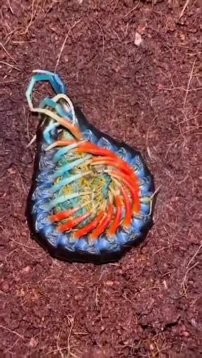 ? A centipede with both blue and orange legs (possibly Scolopendra Subspinipes) curled around and protecting her young
