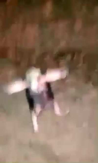 ? "Come at me Bro" wasn't on the firefighter's minds as they attempted to rescue this anteater