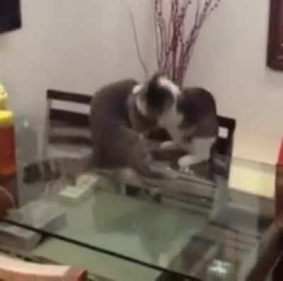 Black belt kitty