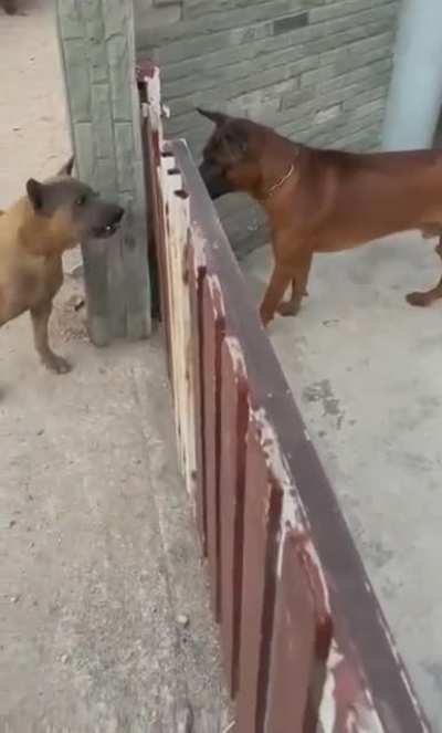These vicious dogs
