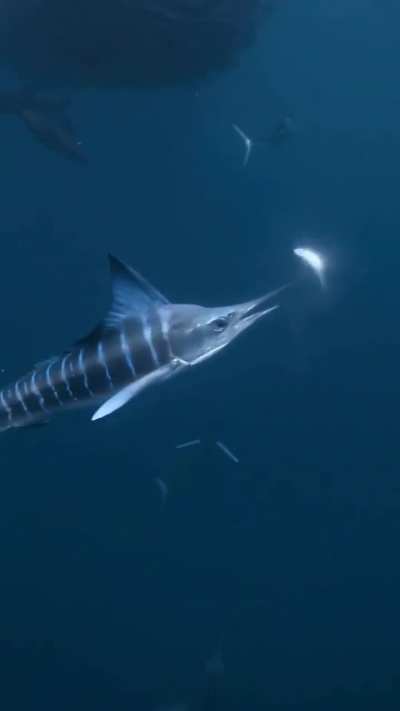 ? Striped marlin hunting fish