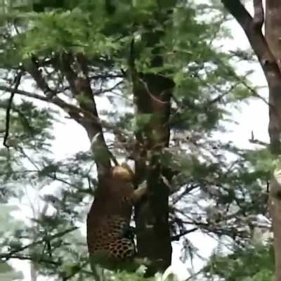 ? This jaguar jumping from a tree to another tree.