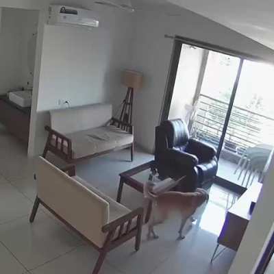 Captured on my home CCTV