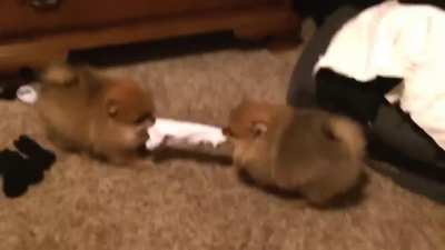 Pomeranian Puppies Tug Of War Over Sock