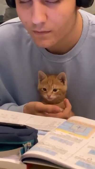 Kitty studying