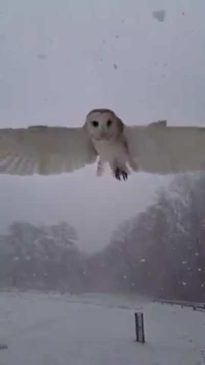 ? Barn Owl