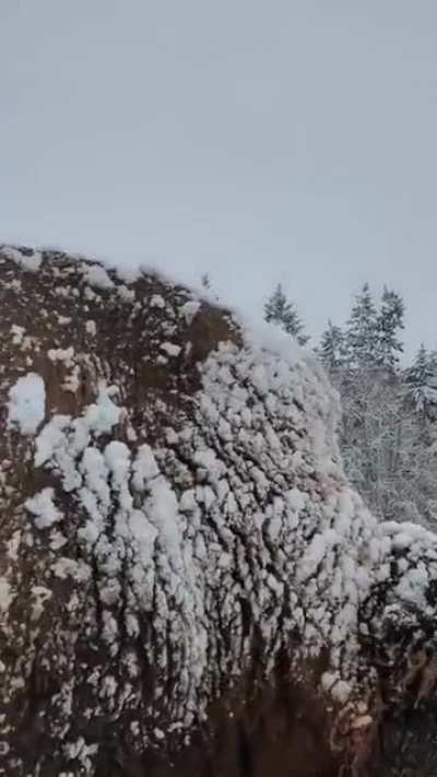 ? Bisons in winter
