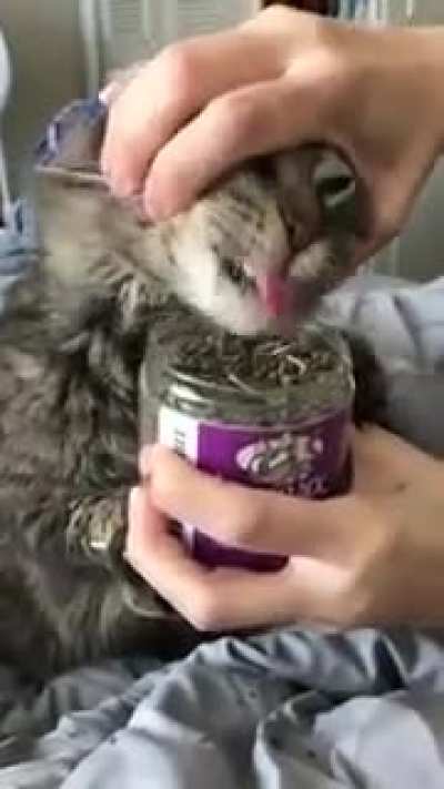Spoiled Cat