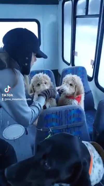 Booping the snoots of a bus full of doggos!