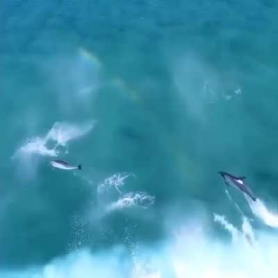 ? Dolphins riding those waves ?
