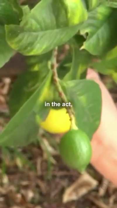 a secret group called guerrilla grafters in san francisco grafts fruit bearing branches onto non fruiting street trees