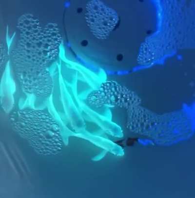 ? To better study pollutants impact on fish organs, scientists in Taiwan added jellyfish genes to carp fish DNA and these glowing fish are the result